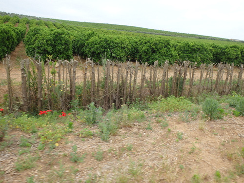 A hedgerow fence got trimmed.